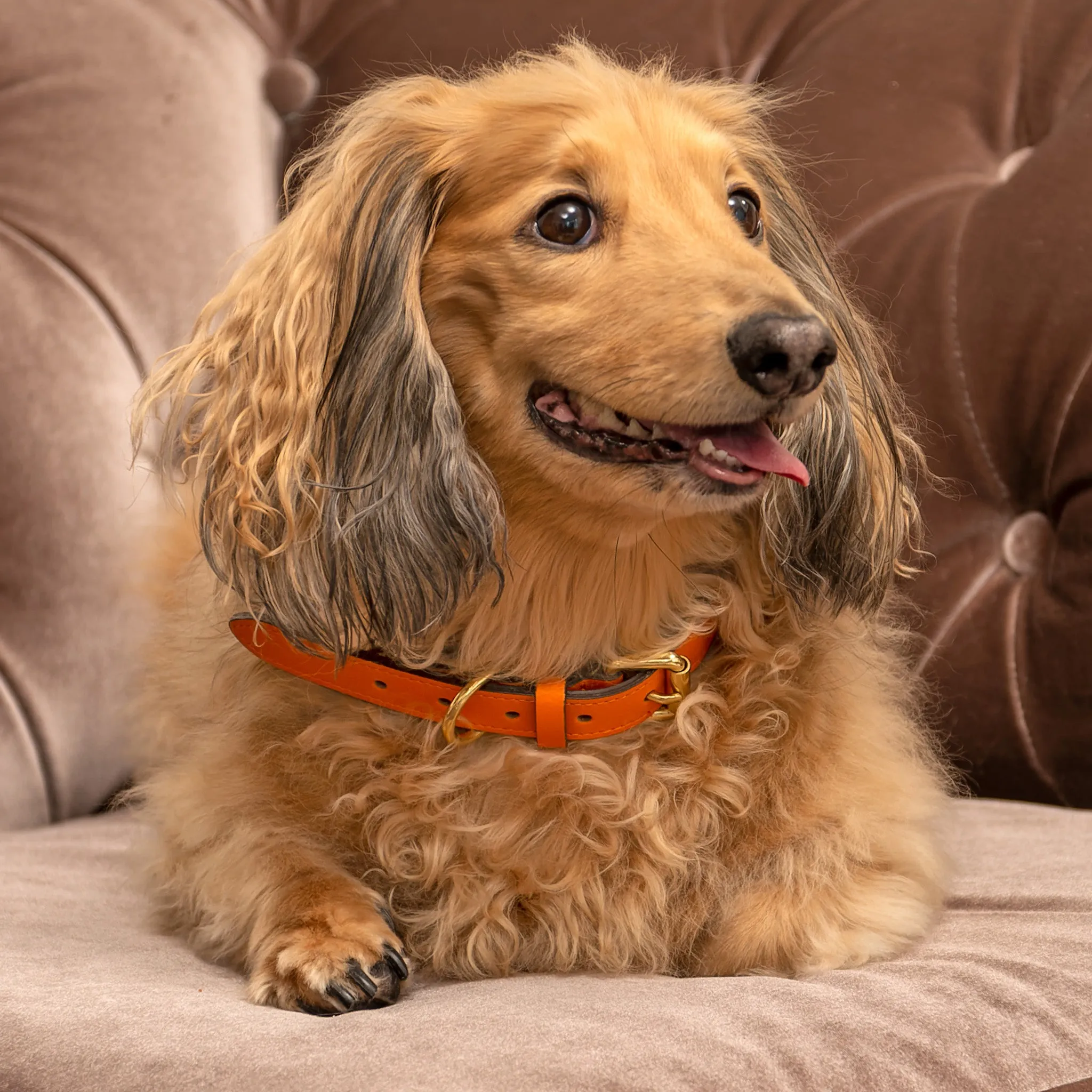 Herringbone Tweed & Orange Leather Dog Collar (37-45cm)