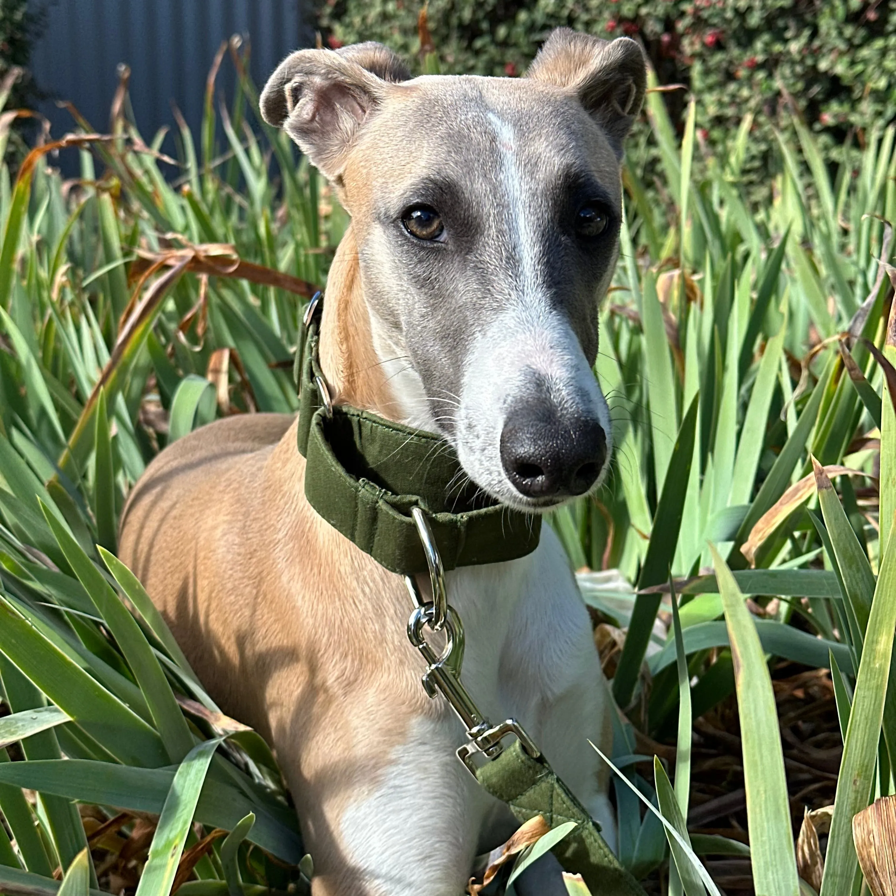 Martingale Collar - Forest Fern