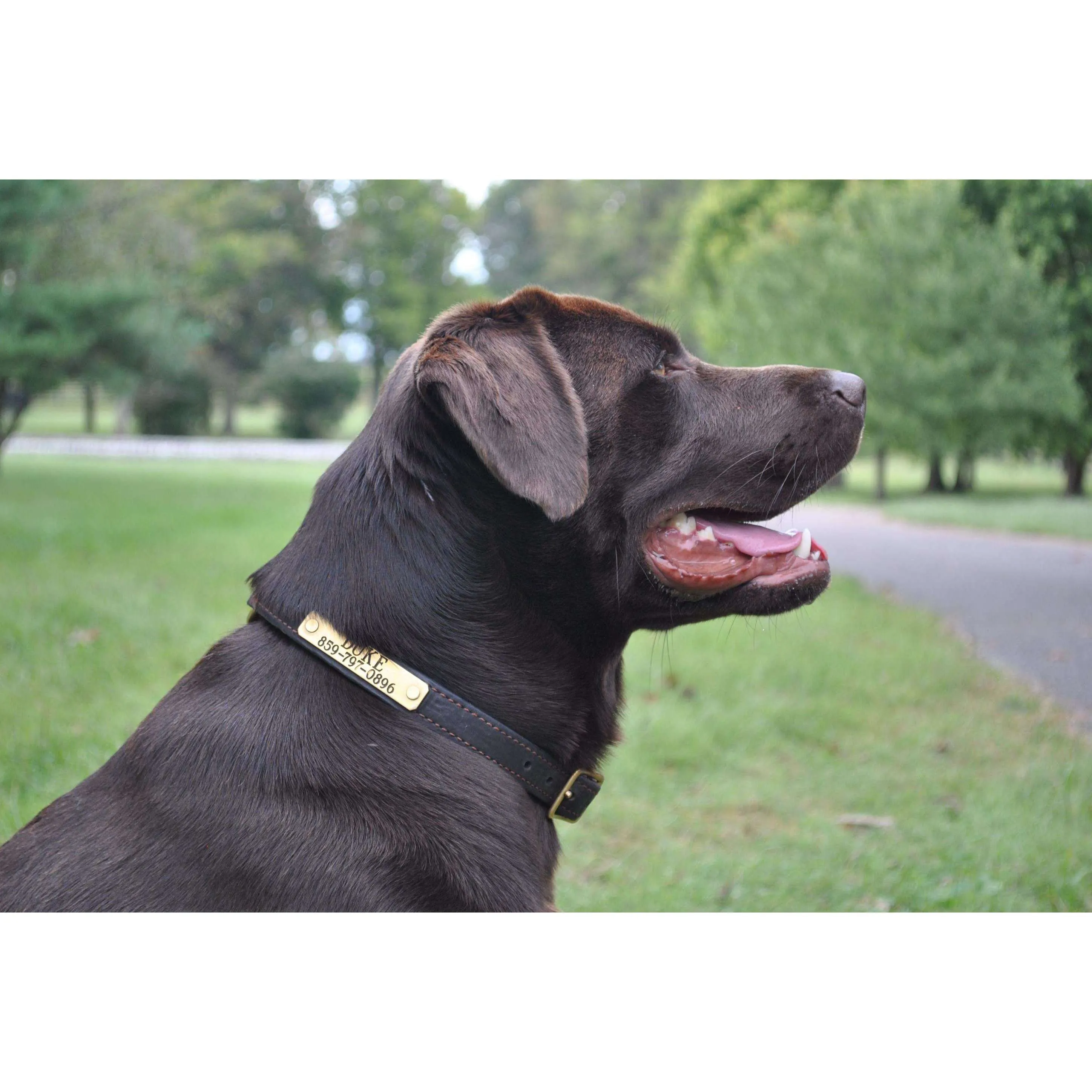 Premium Leather Dog Collar