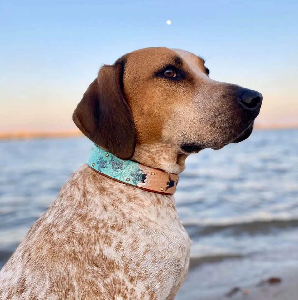 Sea Turtle Dog Collar