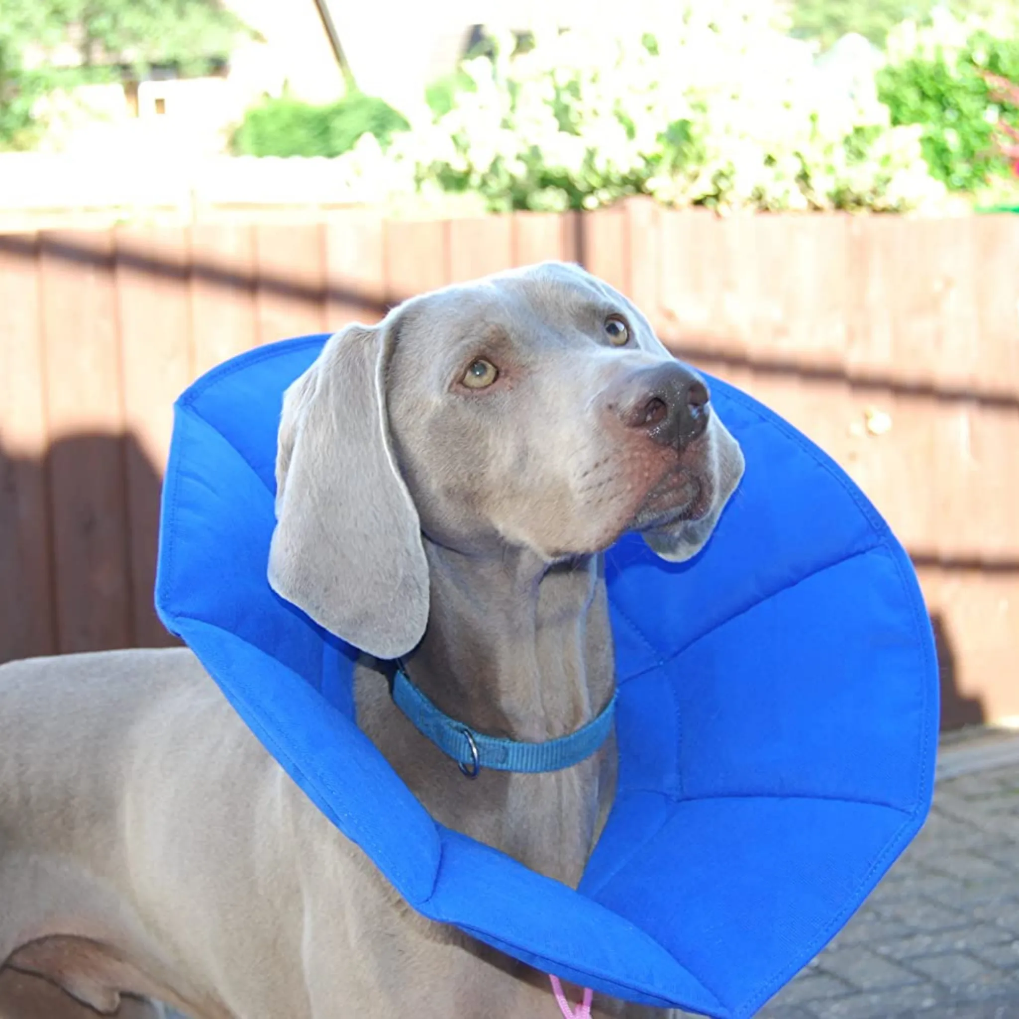 Soft-E Smart Cone/ Collar